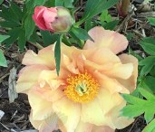 Mock Orange Yellow 1